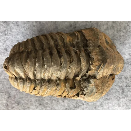 Large trilobite 100 mm Large trilobite 100 mm