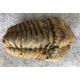 Large trilobite 100 mm Large trilobite 100 mm